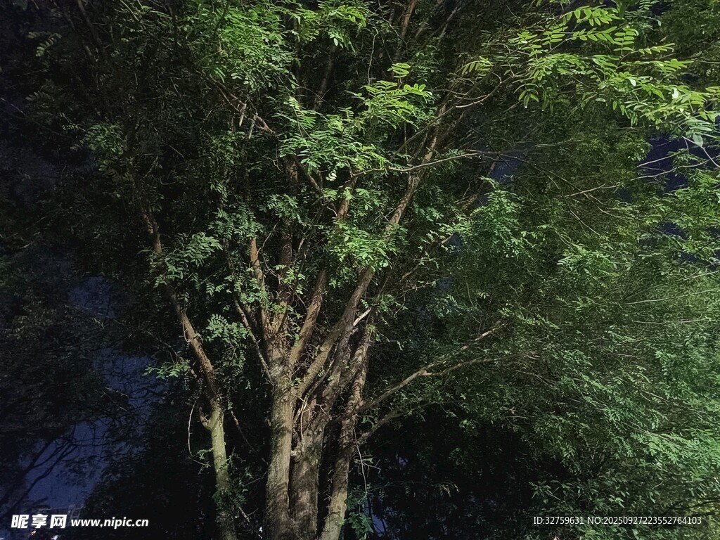 茂密樹林中的粗壯樹木