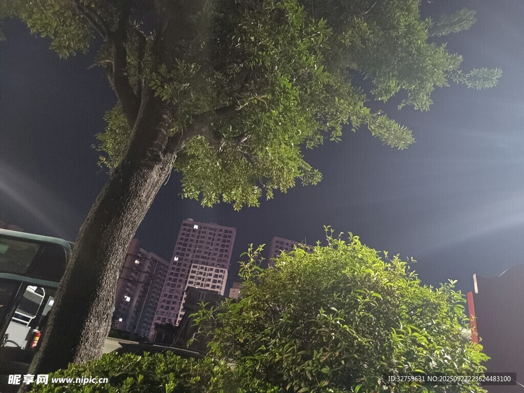 夜晚城市中的蔥郁樹木