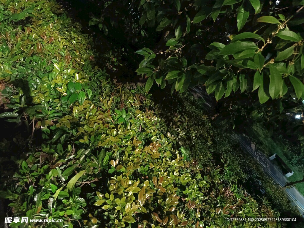 綠意盎然的植物景觀