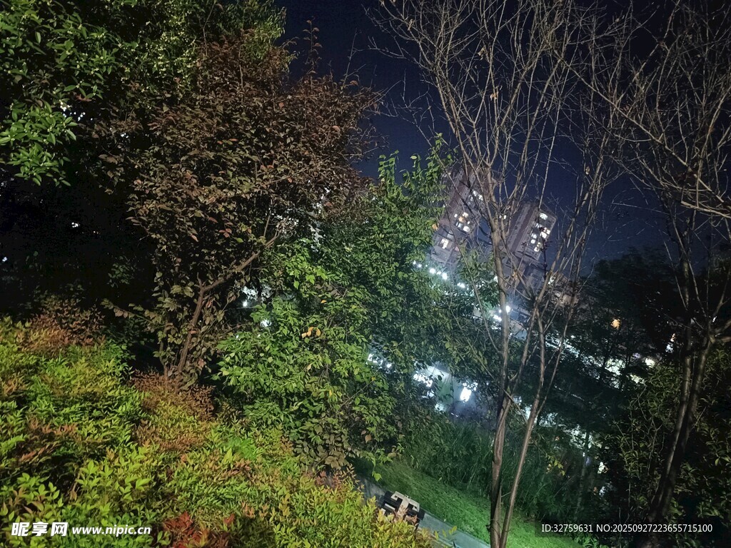 夜晚林間燈光景致
