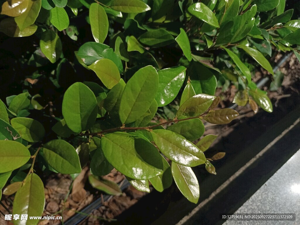 翠綠葉片的生機(jī)植物