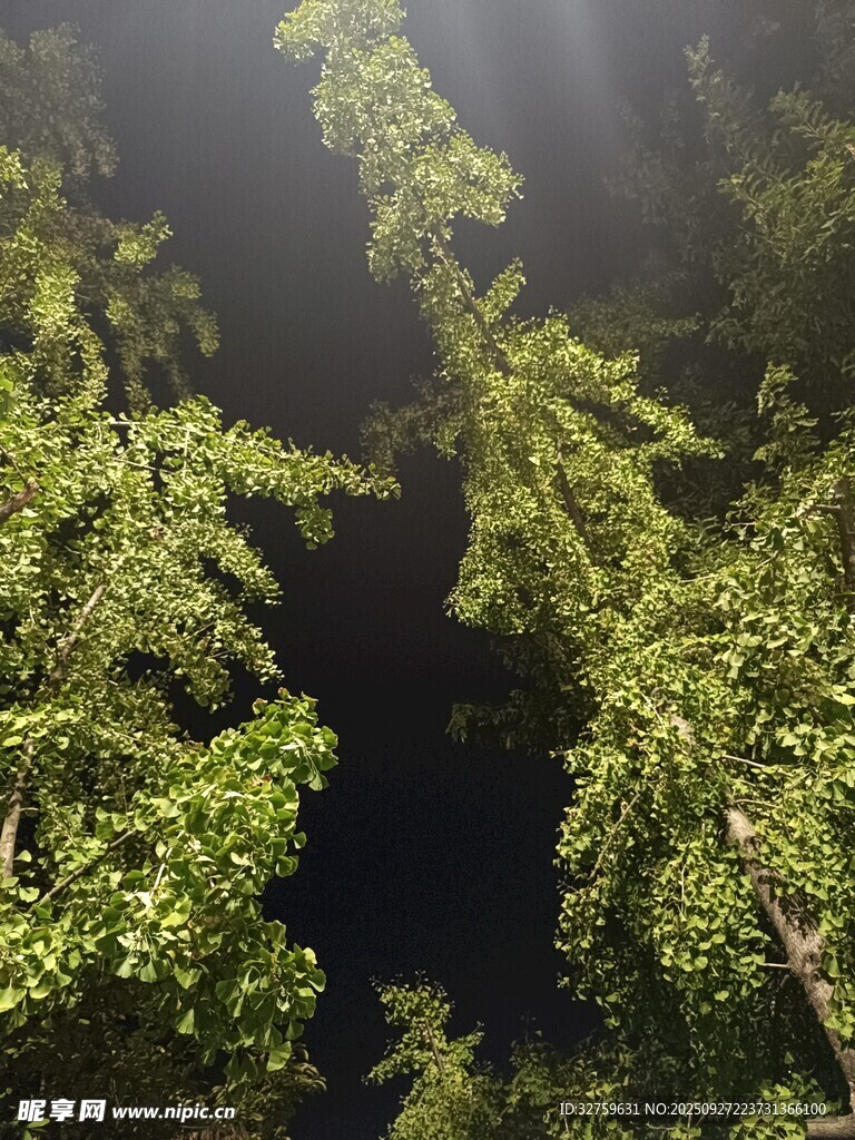 仰望茂密森林樹冠
