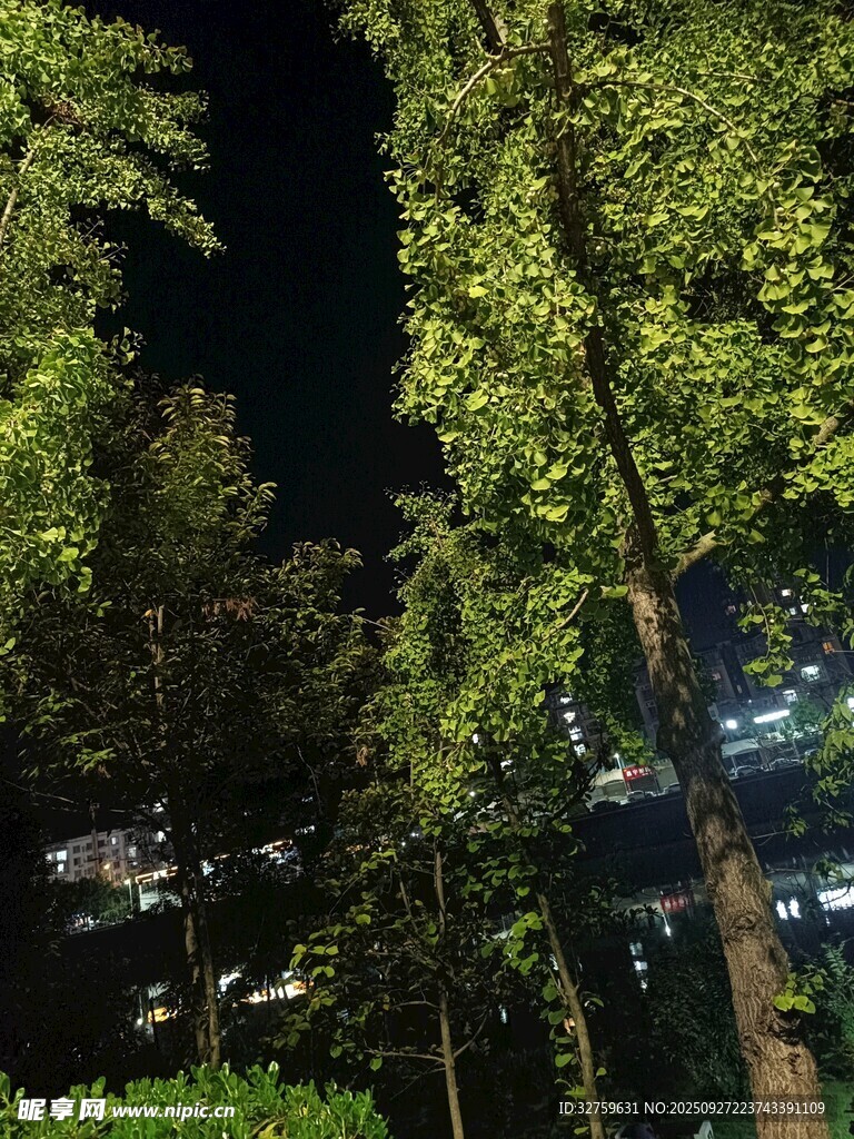 夜晚林間景象