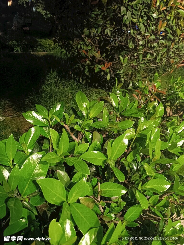 翠綠繁茂的植物景象