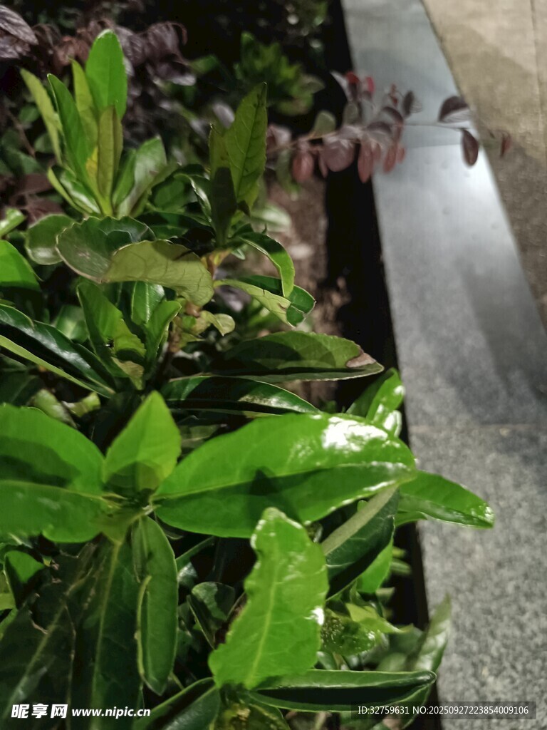 綠植與流水的自然景致