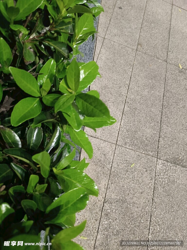 路邊綠植與灰色地磚