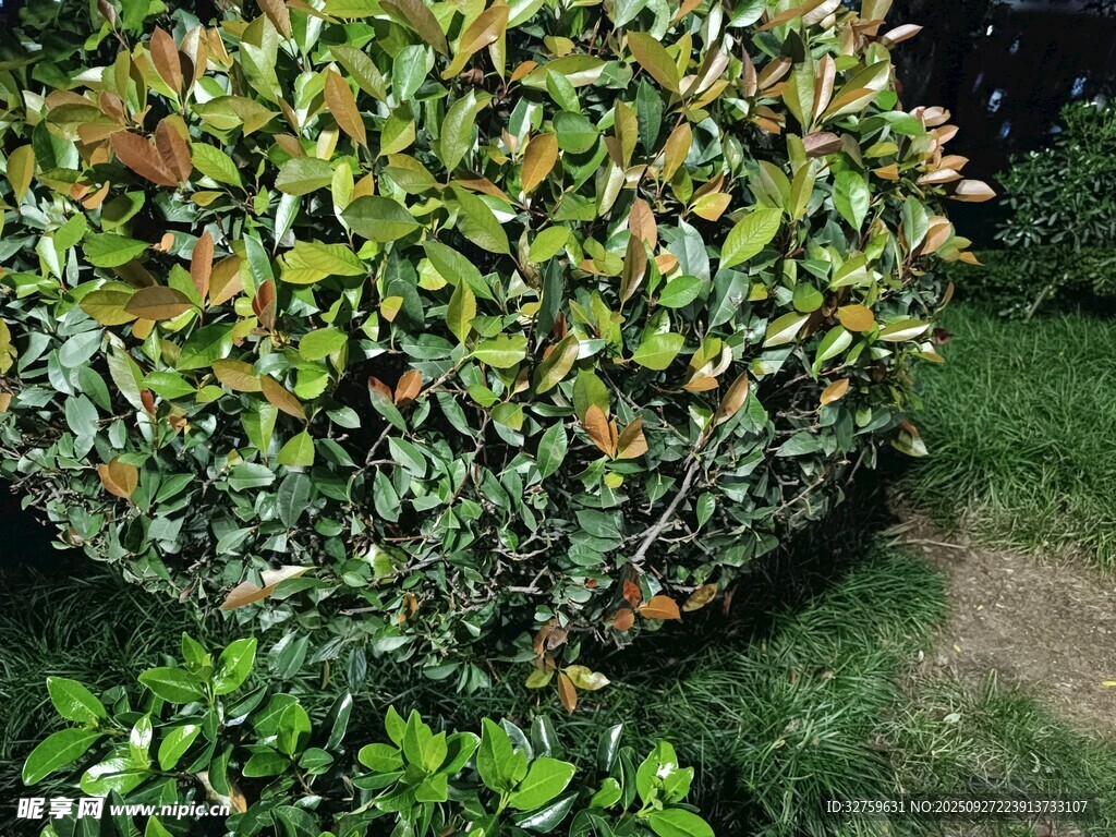 球形綠植景觀