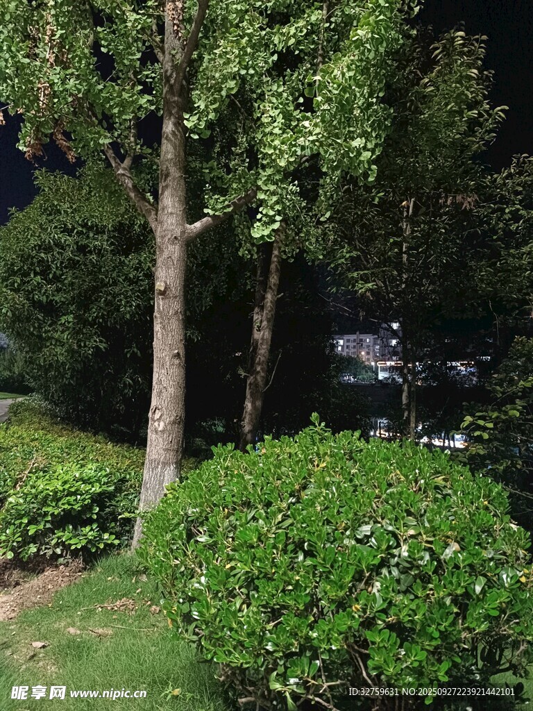 夜晚綠植樹木景觀