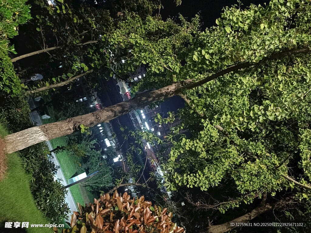 夜晚繁茂樹(shù)木下的靜謐景象