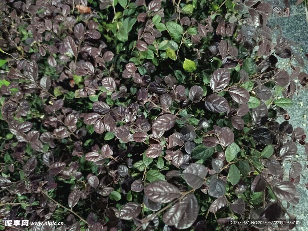 深紫色葉片植物特寫
