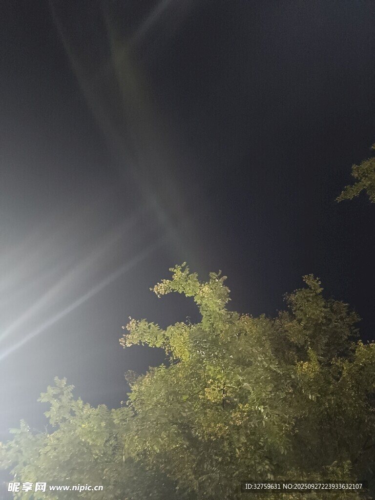 夜空中透過枝葉的耀眼光芒