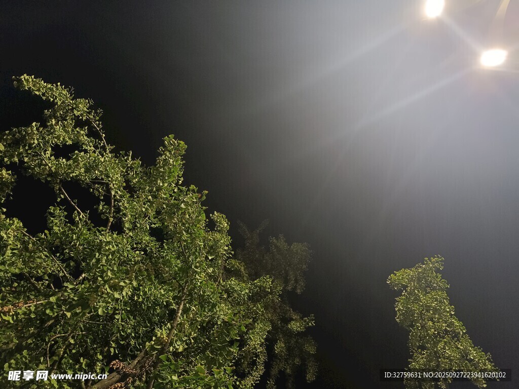 夜晚燈光下的蔥郁綠植