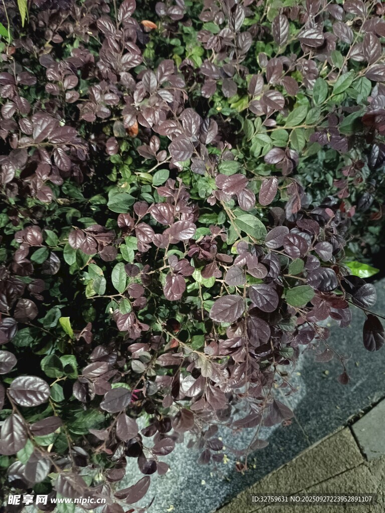紫葉植物景觀