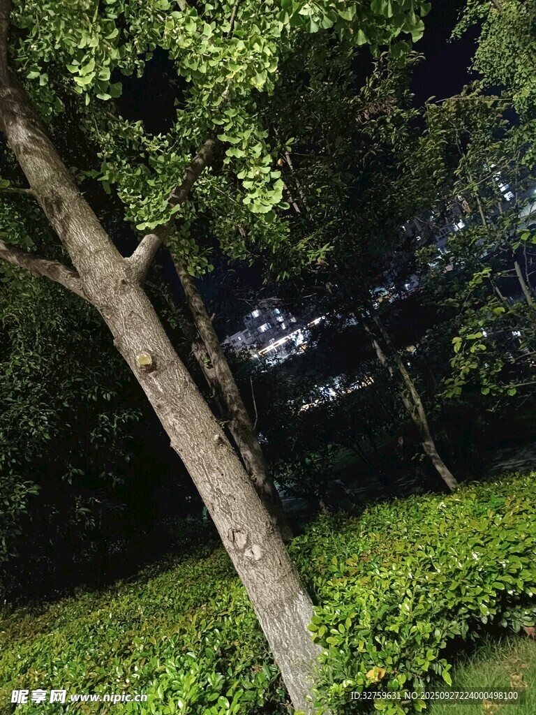 靜謐樹林中的綠意景致