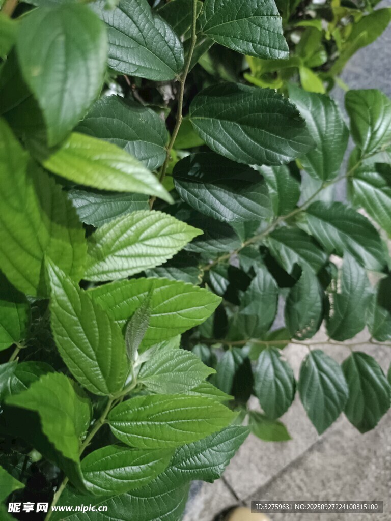 翠綠繁茂的生機植物
