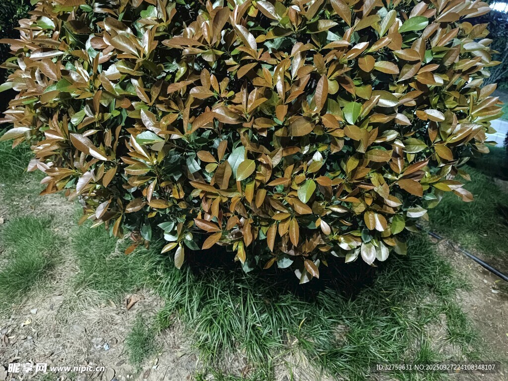 茂盛的廣玉蘭灌木叢