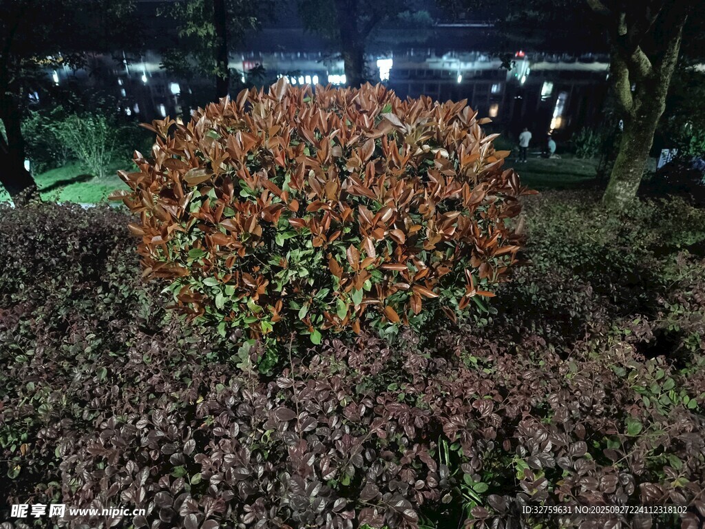 夜色中的多彩植物景觀