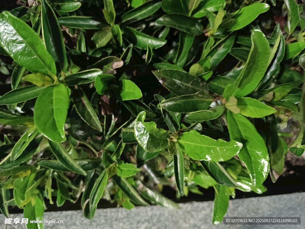 翠綠葉片的植物特寫