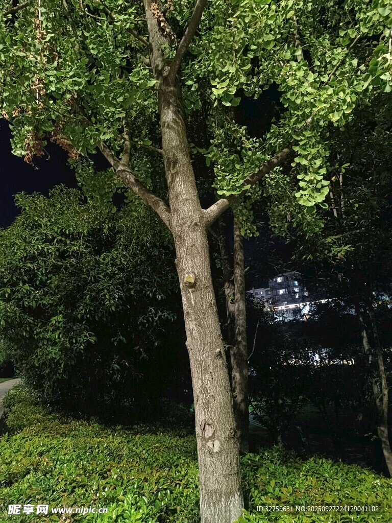 夜晚中的樹木與綠植景觀