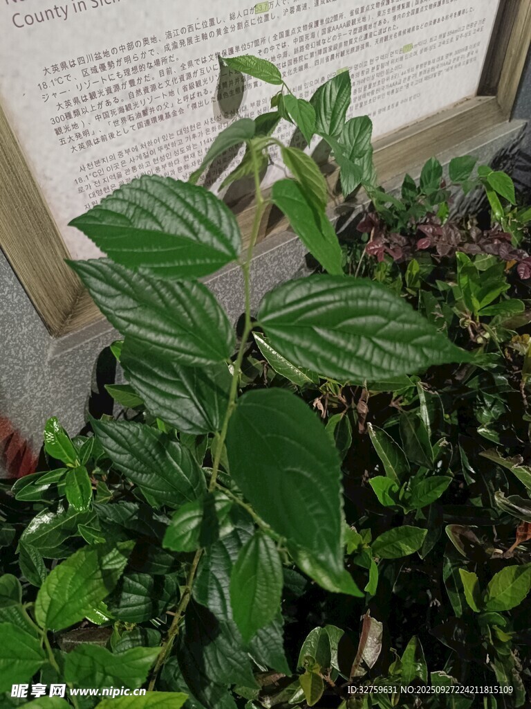 翠綠條紋葉片的別致植物