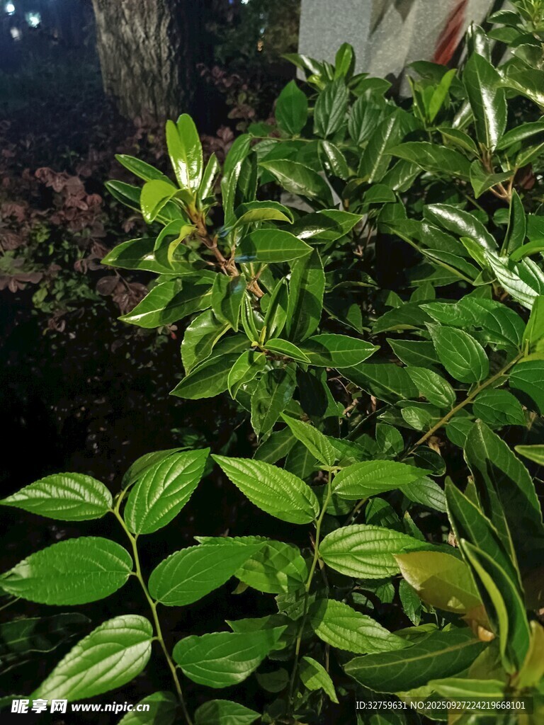 翠綠葉片的生機植物