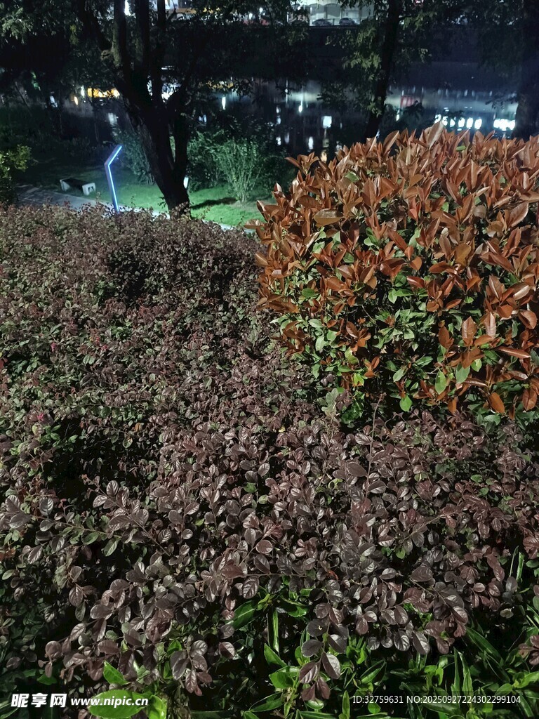 夜色中的多彩植物景觀