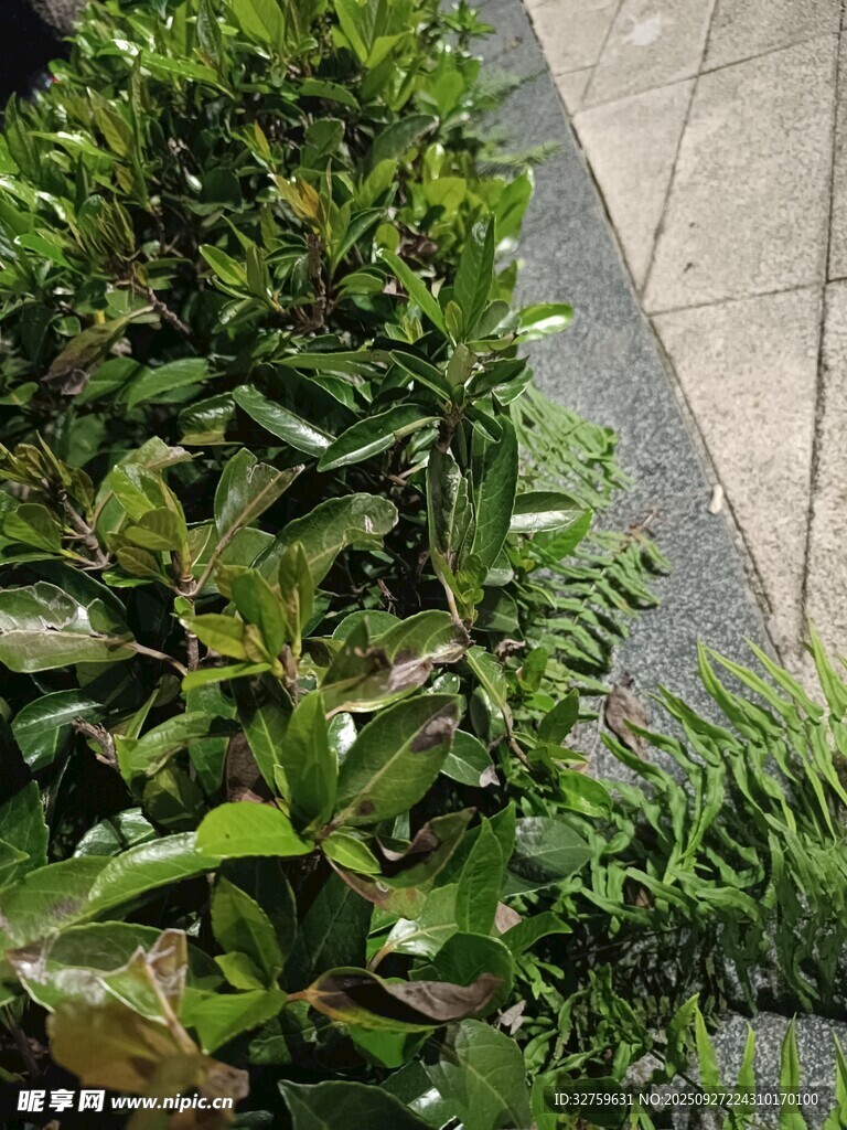 路邊翠綠繁茂的灌木叢