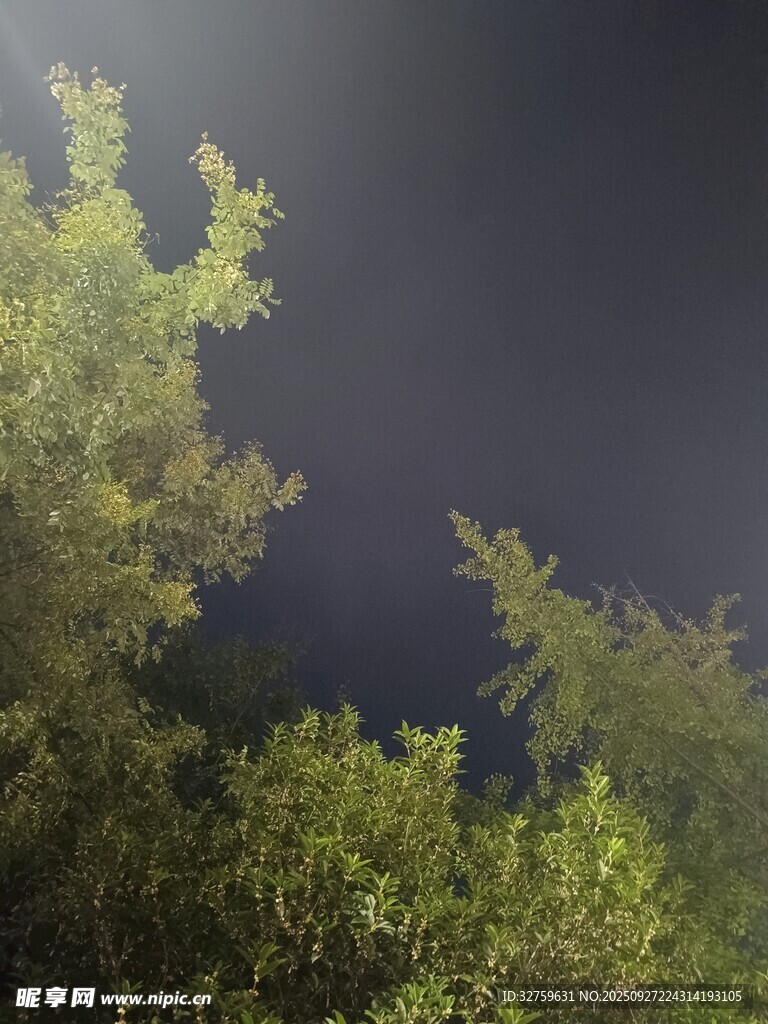 夜幕下的蔥郁樹梢