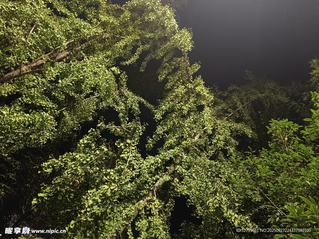 茂密森林中的繁茂綠植