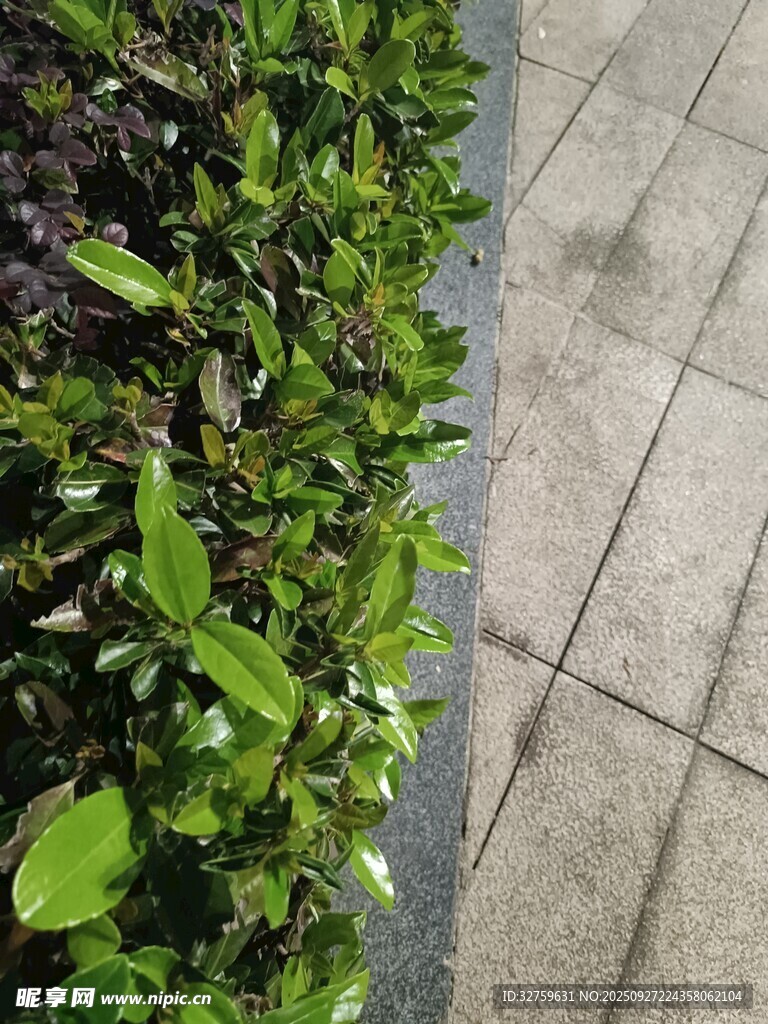 路邊翠綠灌木與磚石路面