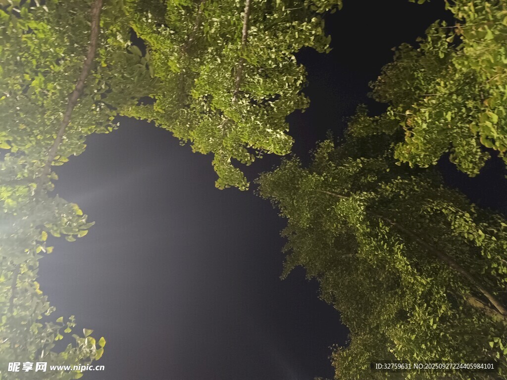 仰望蔥郁樹(shù)冠下的天空