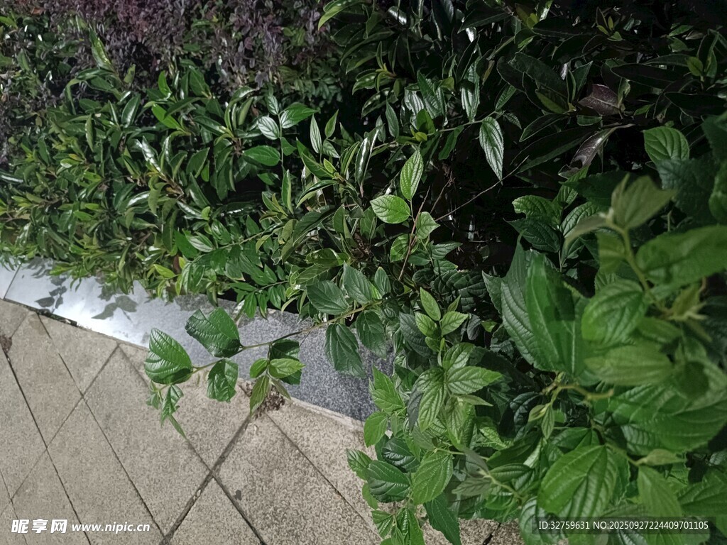 墻邊綠植景觀