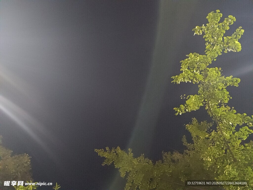 夜空中的光束與翠綠枝葉