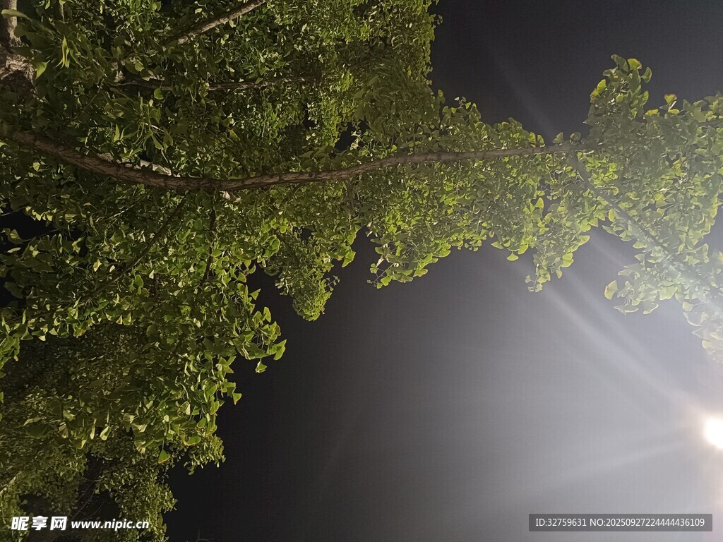 夜幕下的樹梢與明亮月光