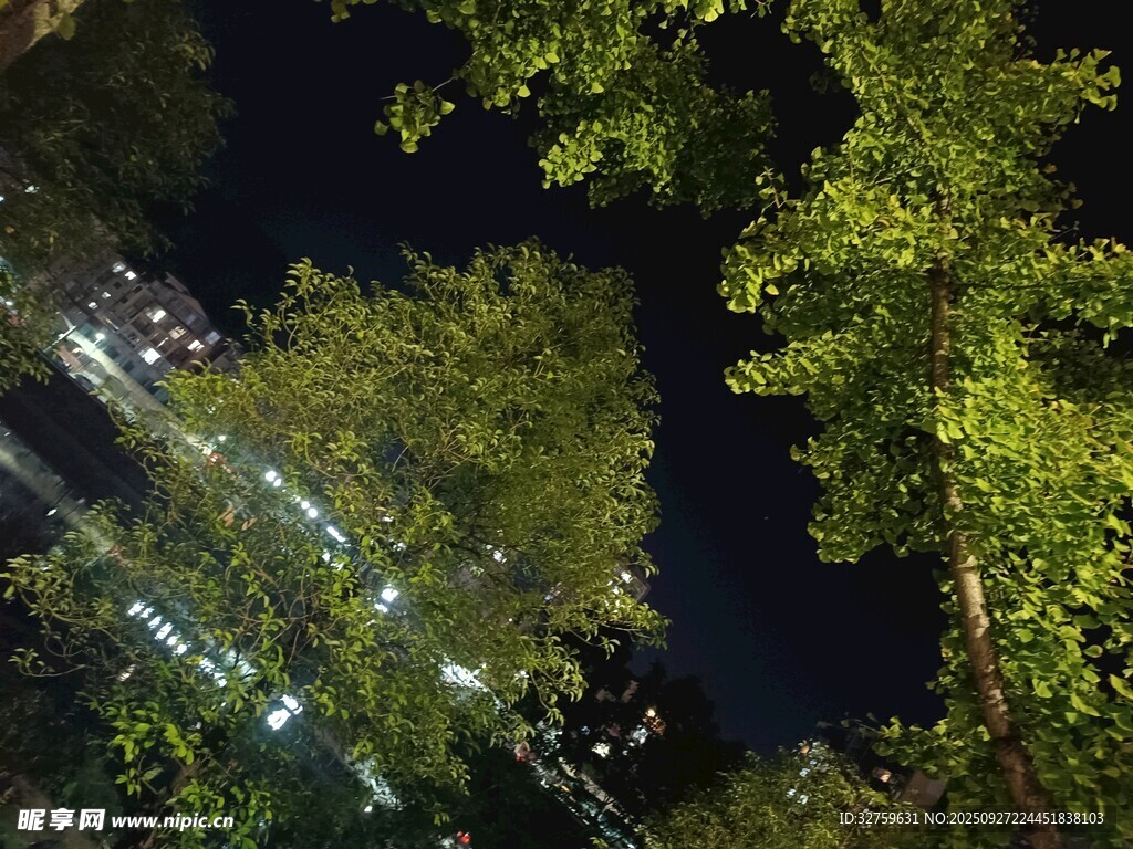 夜晚林間燈光景觀