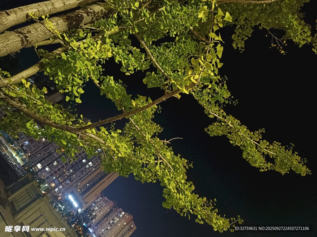 夜空中的翠綠樹枝