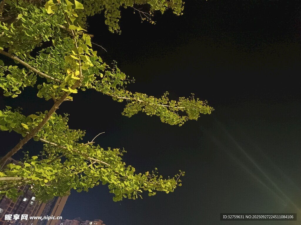 夜晚樹枝上的翠綠樹葉