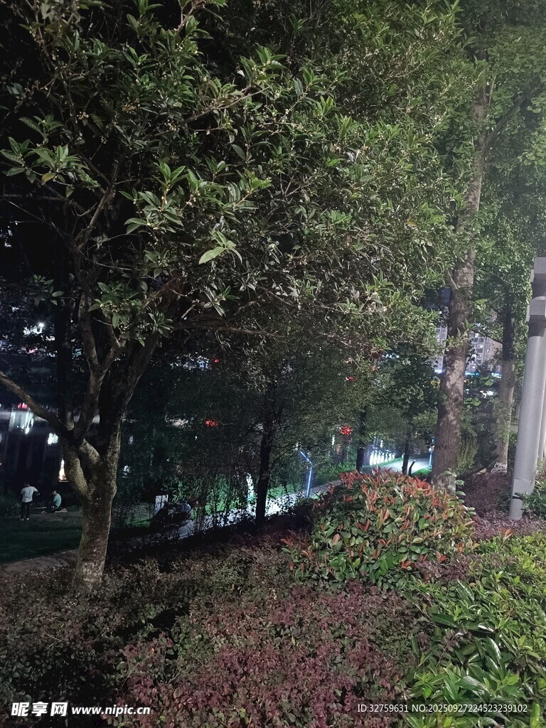 夜晚林蔭道綠植景觀
