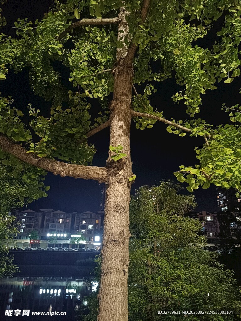 夜晚樹干與城市燈火景觀
