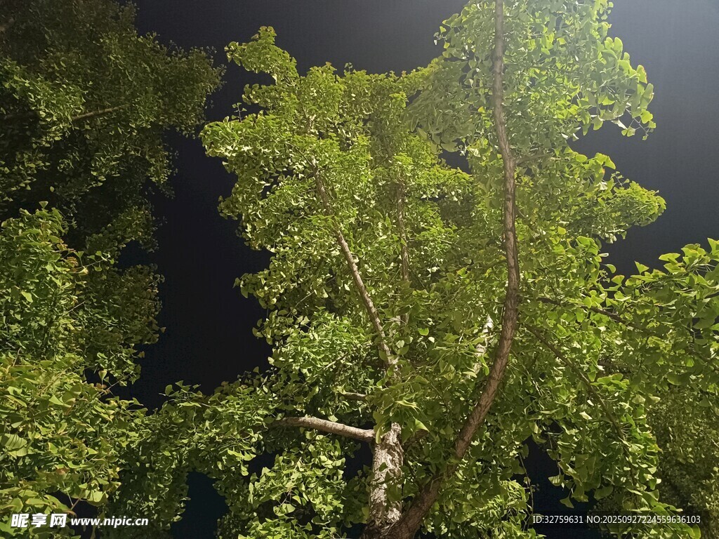 夜晚中的蔥郁樹木