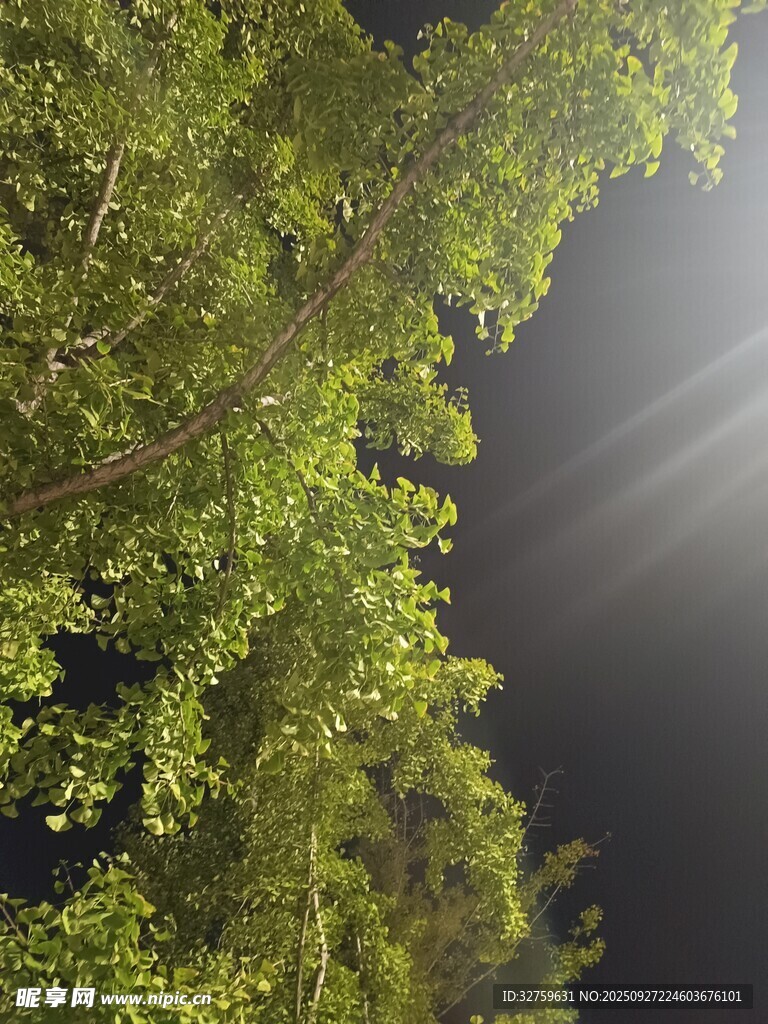 夜晚下繁茂的綠樹景象