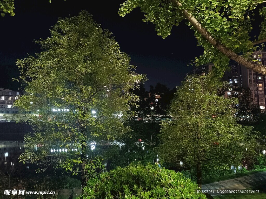 夜晚城市中的綠植景觀