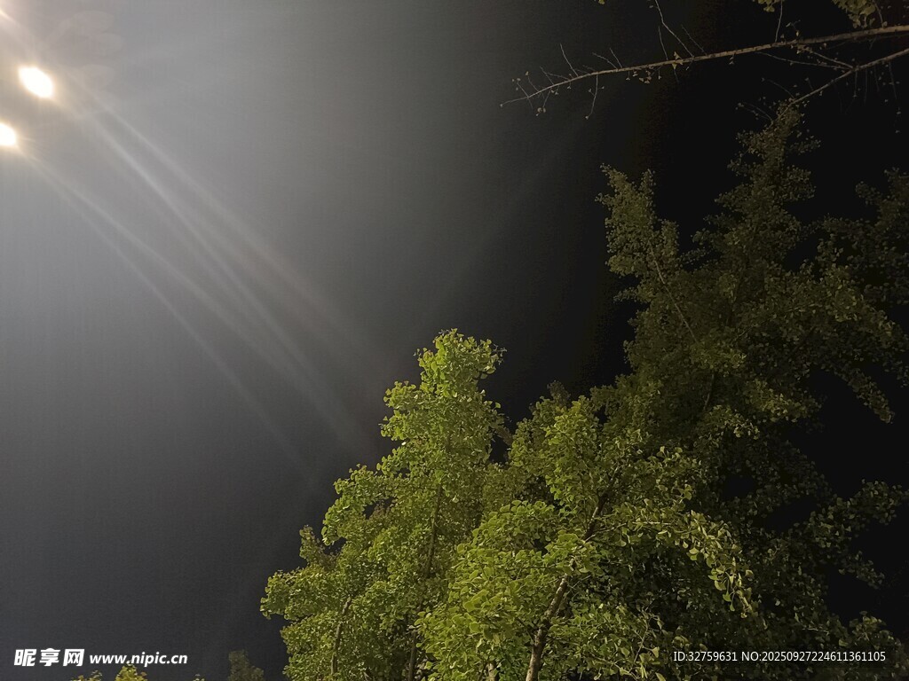 夜下燈光照綠樹
