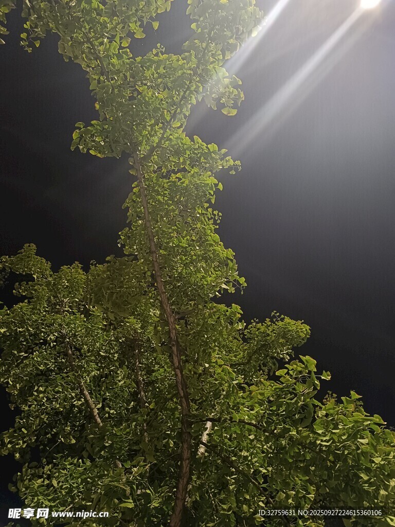 夜空中的蔥郁綠樹(shù)