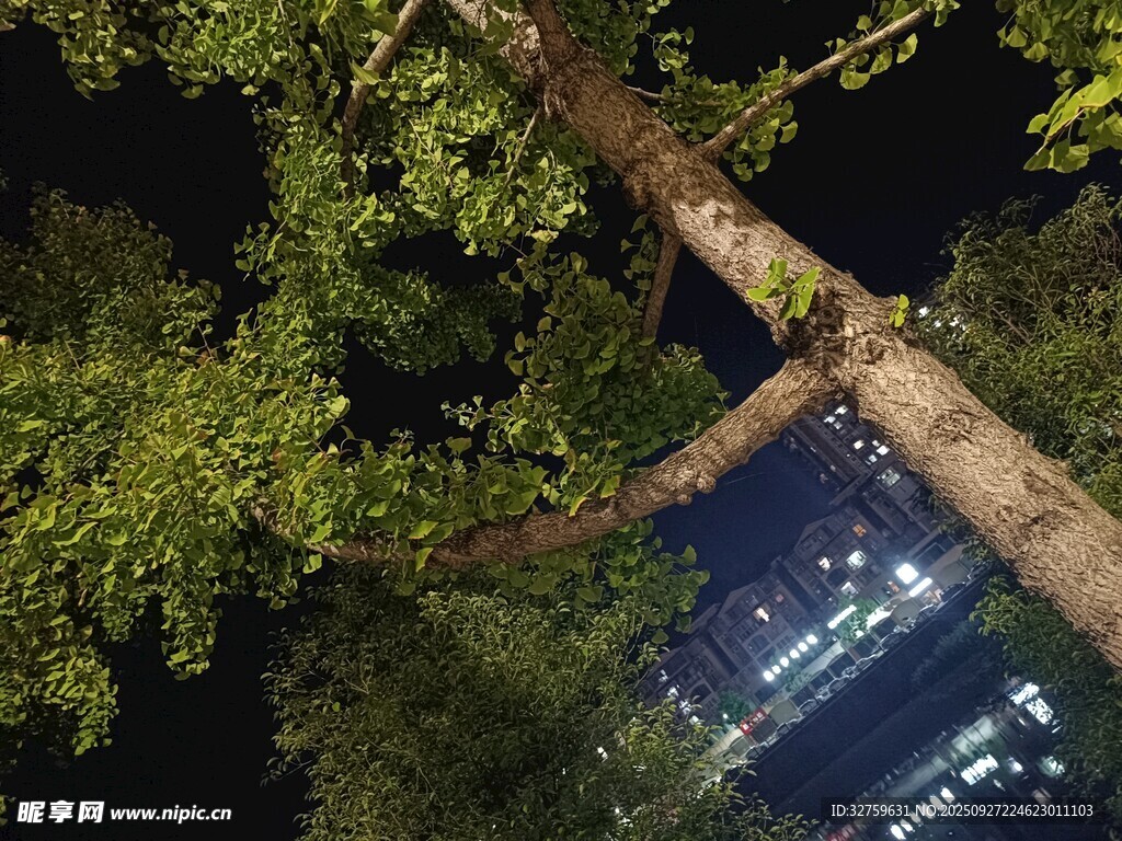 夜中樹影與城市燈火