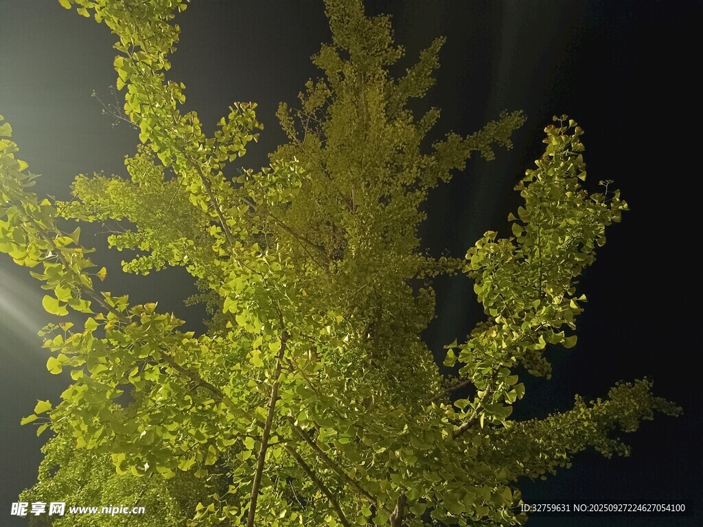 夜間翠綠樹木特寫