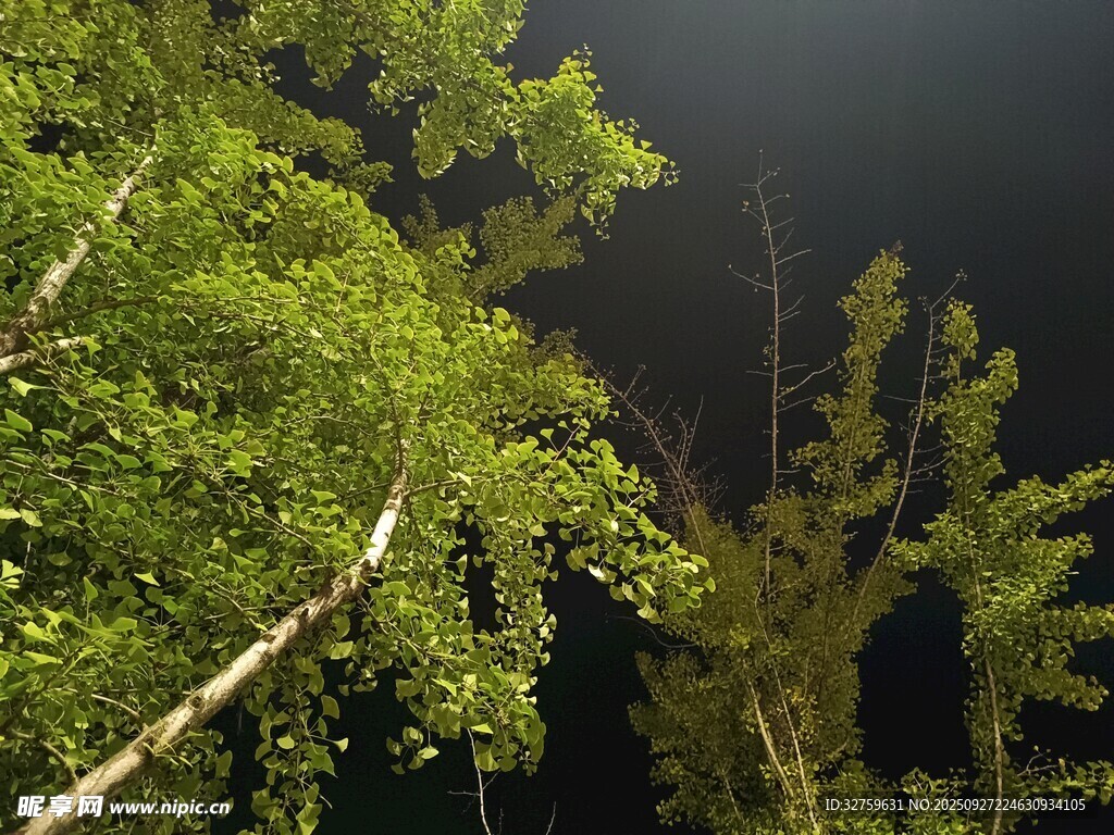 夜幕下的蔥郁樹林