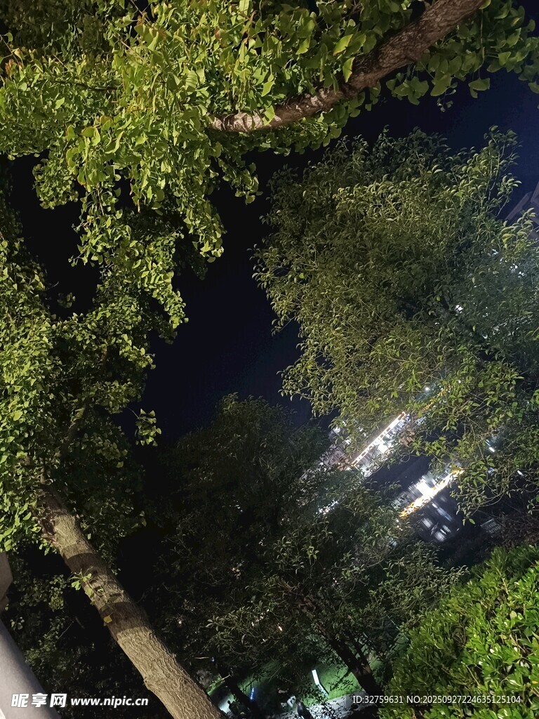 夜晚林間景象