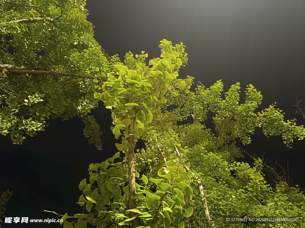 夜間繁茂綠植仰視景象