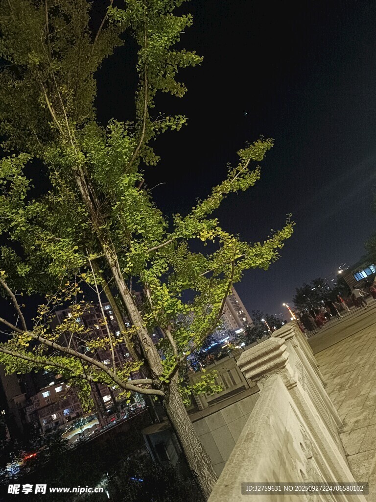 夜下樹木與遠(yuǎn)處燈火